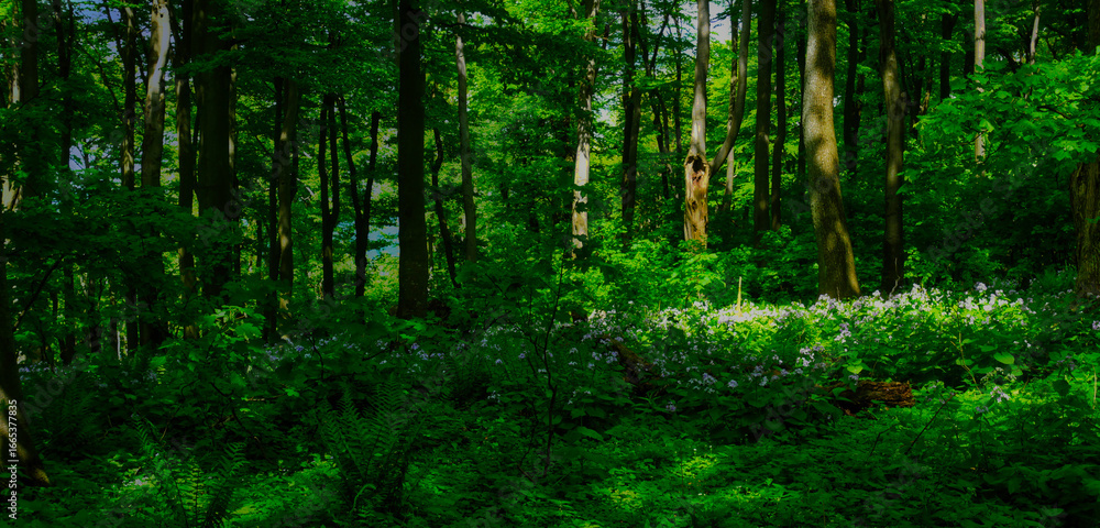 Fototapeta premium Broad leaf trees primeval forest at spring daylight