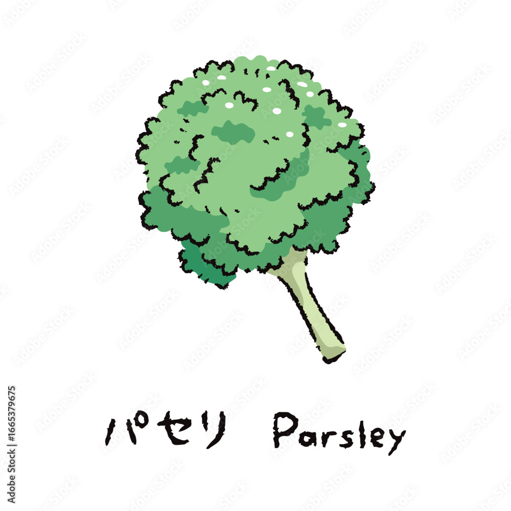 Obraz premium 手描きのパセリ2_名称入