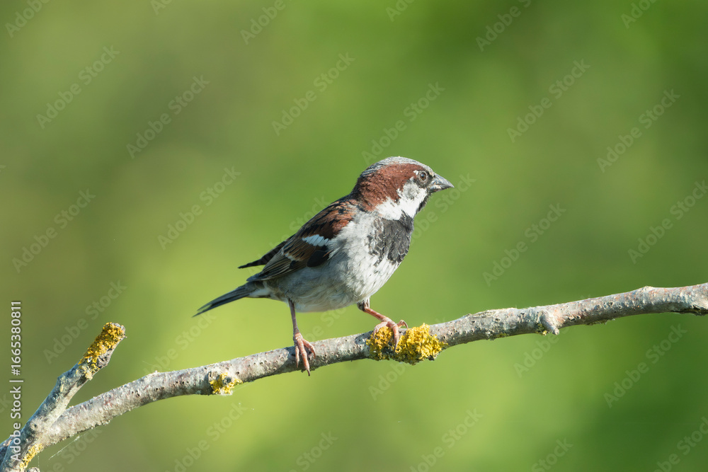 Fototapeta premium Close-up photograph captures a male House Sparrow - Passer domesticus perched calmly on a branch in breeding plumage. Photo from Dobrudja in Bulgaria.