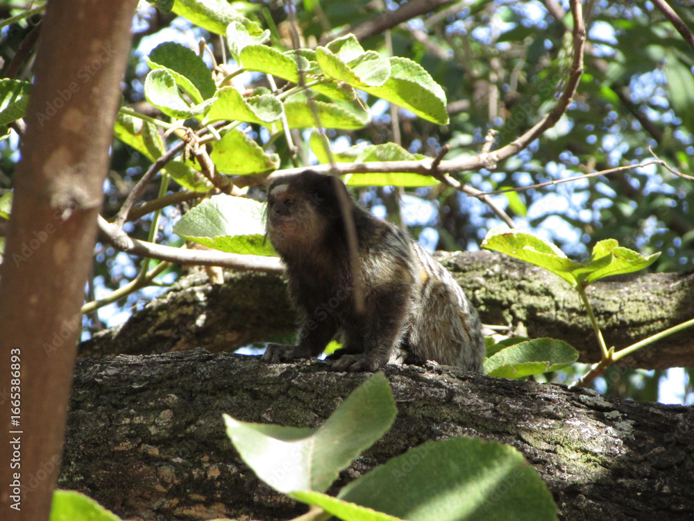 Obraz premium A little star monkey in a tree looking for something