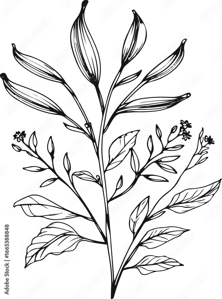 Fototapeta premium Simple line art of cardamom plant, hand drawn ink strokes, pods, leaves, and flowers, vector set for spice and herbal products