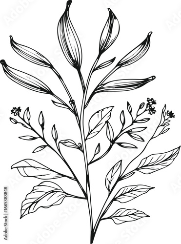 Simple line art of cardamom plant, hand drawn ink strokes, pods, leaves, and flowers, vector set for spice and herbal products