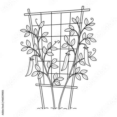 Garden trellis with growing plants and peppers in outline style  