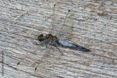 La libellule Orthètre réticulé posée sur un morceau de bois patiné dans un marais (Orthetrum cancellatum)