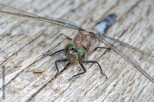 La libellule Orthètre réticulé posée sur un morceau de bois patiné dans un marais (Orthetrum cancellatum)