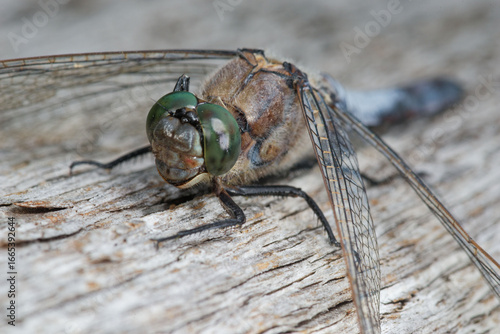 La libellule Orthètre réticulé posée sur un morceau de bois patiné dans un marais (Orthetrum cancellatum)