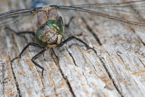 La libellule Orthètre réticulé posée sur un morceau de bois patiné dans un marais (Orthetrum cancellatum)
