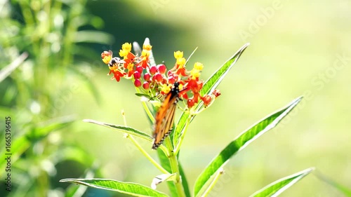 a monarch butterfly happens to land on a tropical milkweed where a monarch caterpillar was already feeding