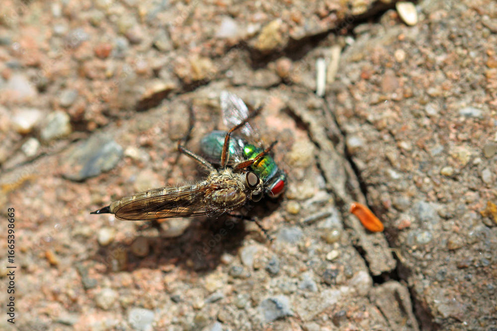 Fototapeta premium Common robber fly sucking a gold fly
