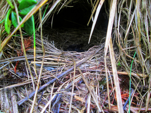 A small, fragile bird's nest made of dry grass on the ground in a meadow