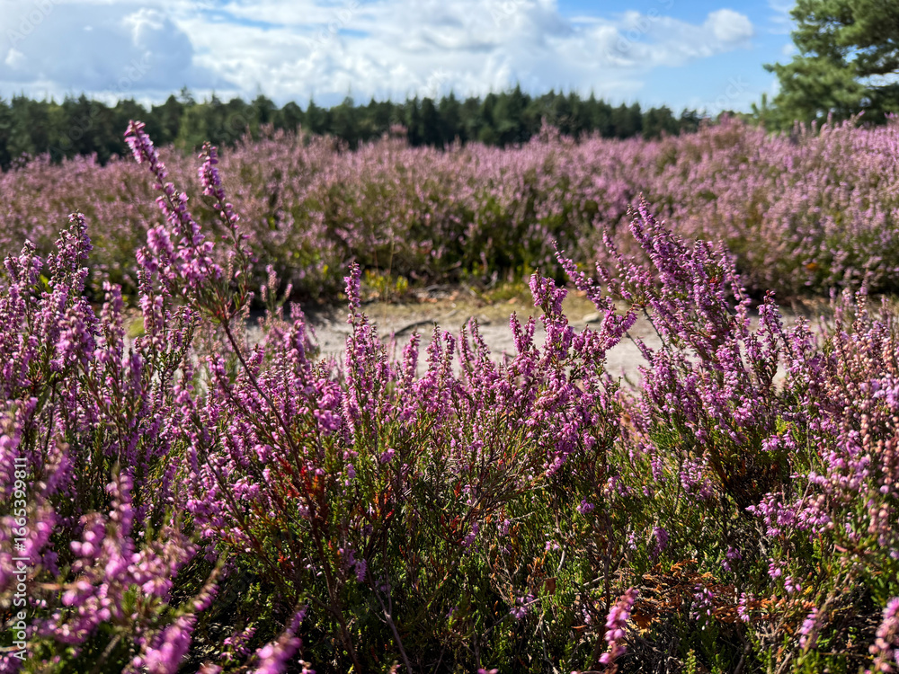 Fototapeta premium Stunning view of blooming heath with pink purple heather flowers in famous nature reserve park Lueneburger Heide in North Germany