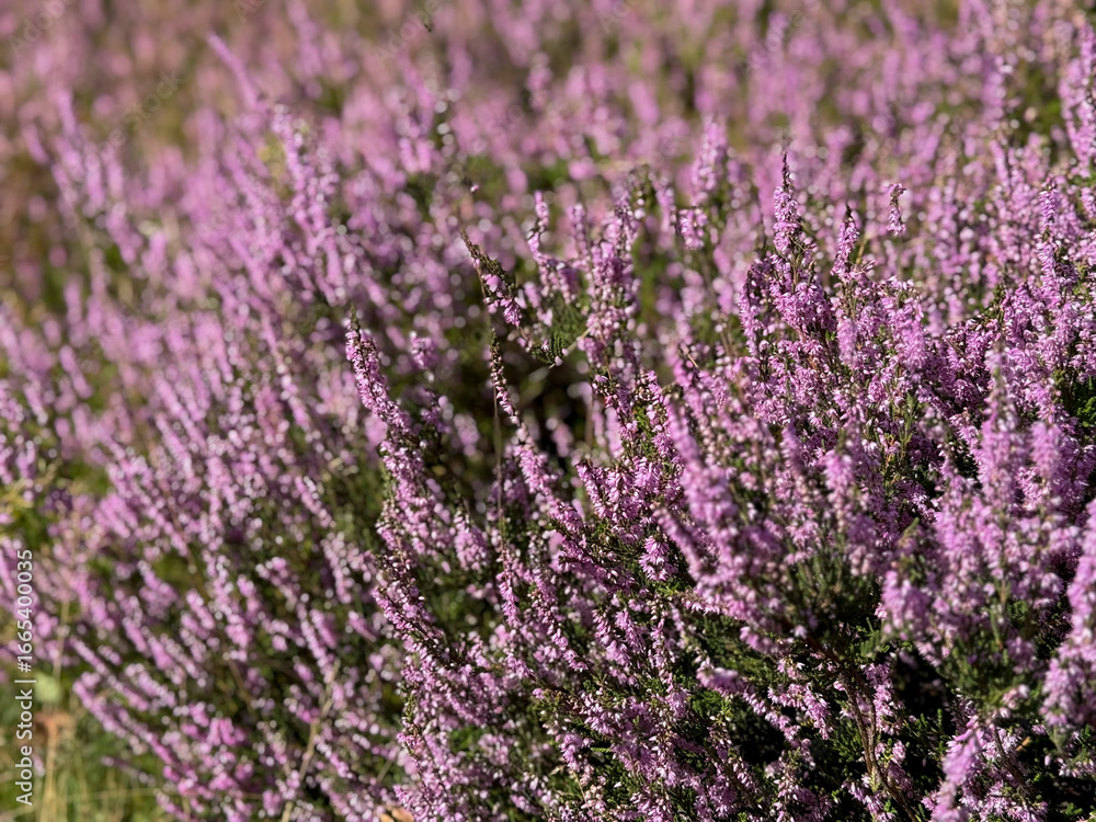 Fototapeta premium Stunning view of blooming heath with pink purple heather flowers in famous nature reserve park Lueneburger Heide in North Germany