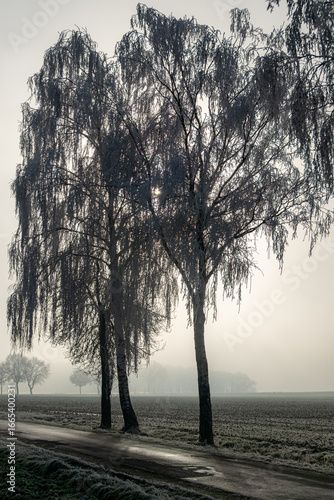Trees with snow on a foggy winter morning