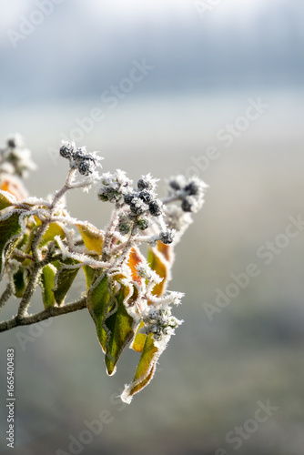 Frozen berries on a cold winter morning