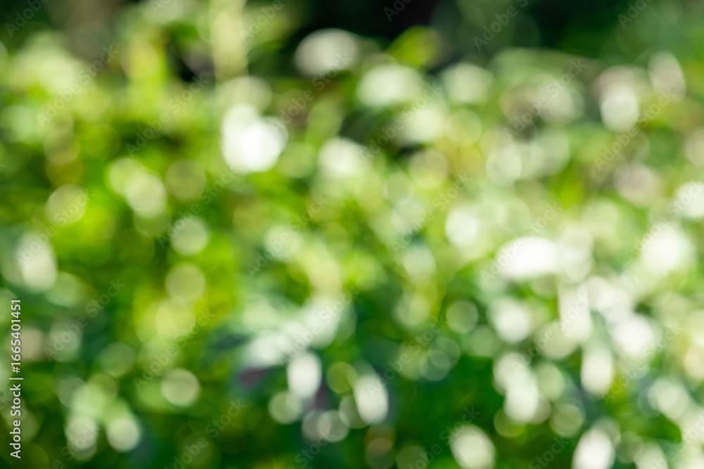 Obraz premium blurred green garden background