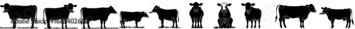A modern icon of a dairy farm cow in silhouette form is shown alongside beef cattle and a cow animal in an isolated farmer illustration