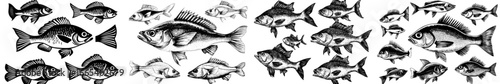 The design features a cod fish, presented as a modern silhouette illustration created using linocut and labeled accordingly