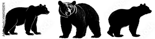 The modern illustration features a bear silhouette, accompanied by a bear icon and bear silhouette