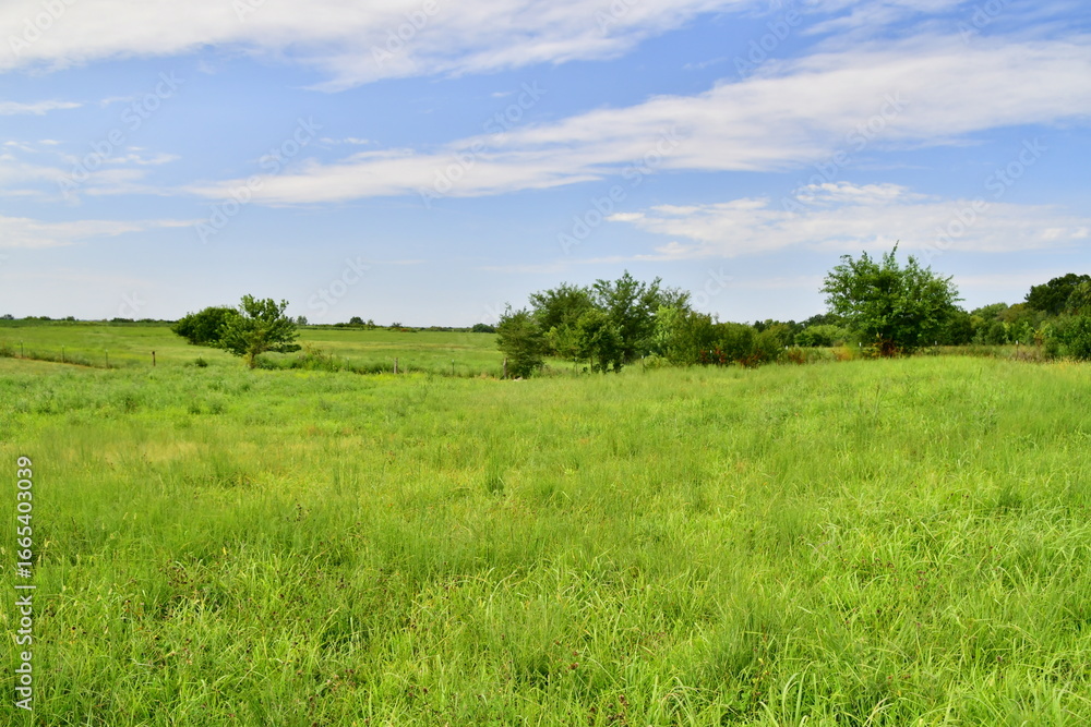 Fototapeta premium Field