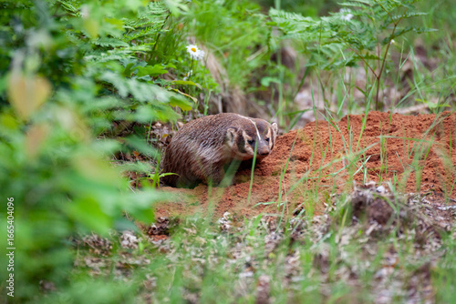 American Badger (Taxidea taxus) digging den in sandy soil in the Chequamegon-Nicolet National Forest, Wisconsin