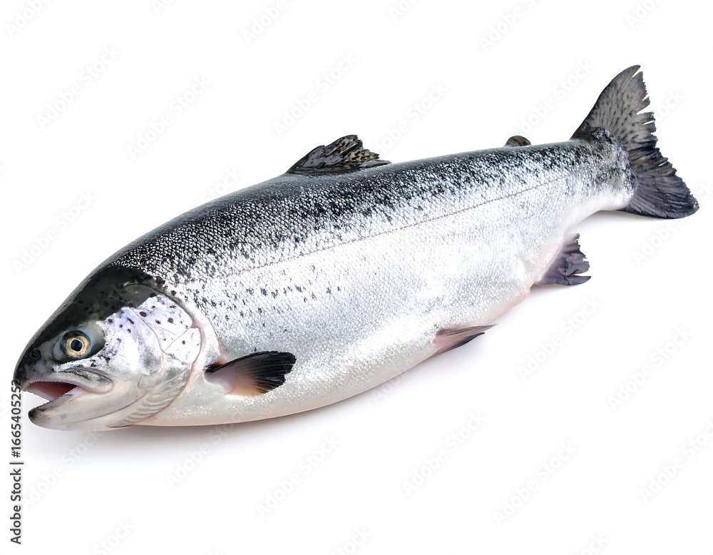 Naklejka premium Fresh salmon on white background (1)
