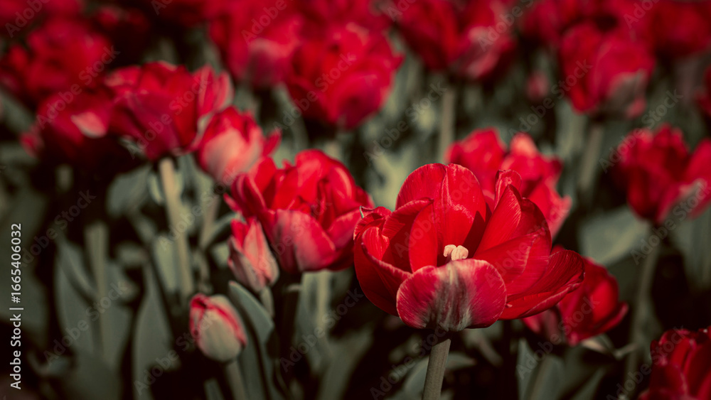 Red and White Tulips Blooming in Park Alley Red and White Tulips Blooming in Park Alley