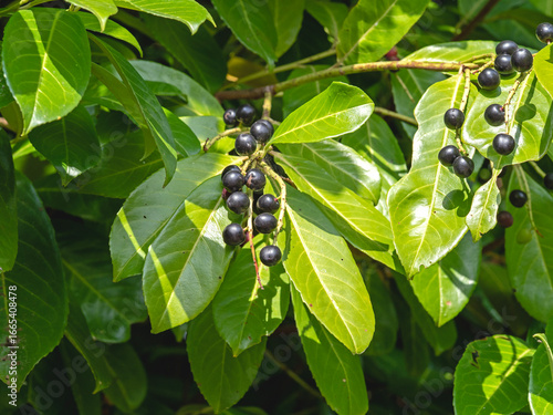 Cherry laurel berries and glossy green leaves
