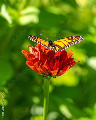 The close portrait of a butterfly at the late summer