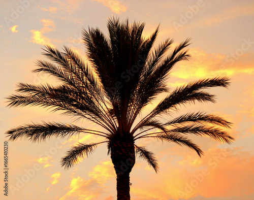 palm tree silhouette