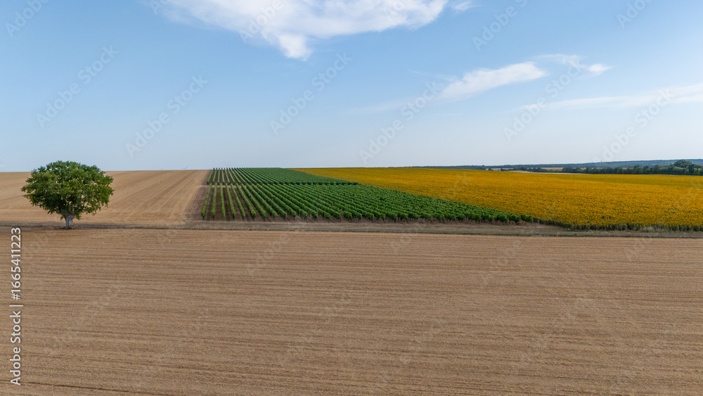 Obraz premium Tree Standing by Vibrant Crops in Countryside Farmland Scene