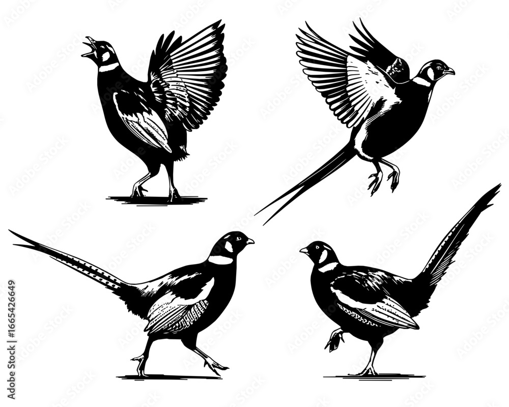 Obraz premium Flying & Standing Pheasants - Dynamic Bird Set