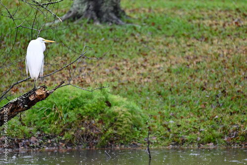Great Egret in the Rain