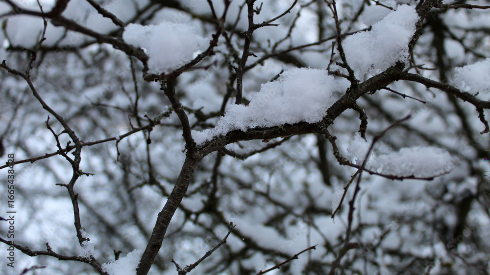 Snow-covered branches create a serene winter landscape in a quiet forest setting Snow-covered branches create a serene winter landscape in a quiet forest setting