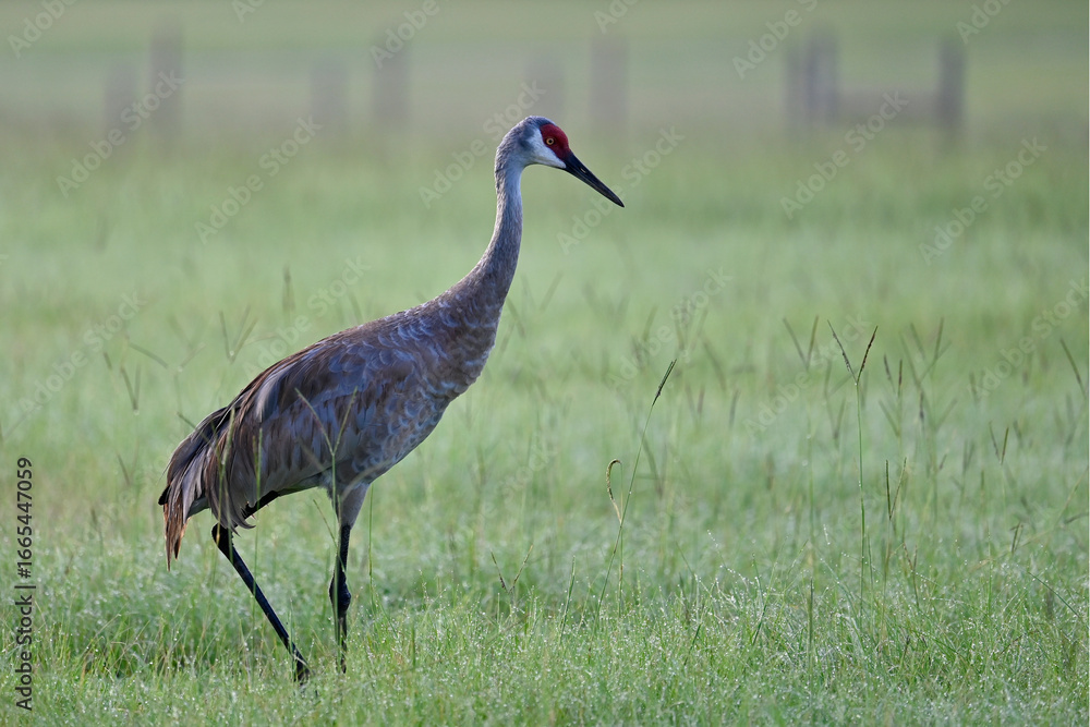 Obraz premium Sand Hill Crane in Meadow