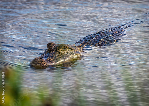 This was a sneaky little alligator