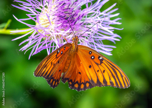 Gulf Fritillary on a Basket Flower along the Shadow Creek Ranch Nature Trail in Pearland, Texas