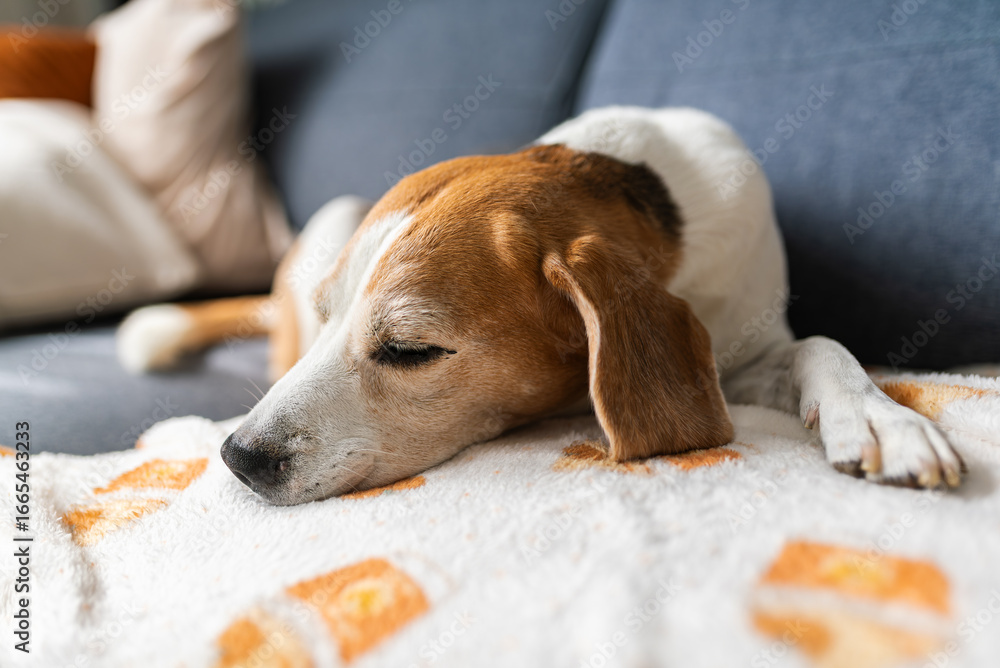 Obraz premium Beagle dog sleeping on couch blanket