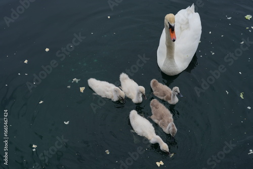 Canvas Print View of swans and cygnets on a lake in Florida