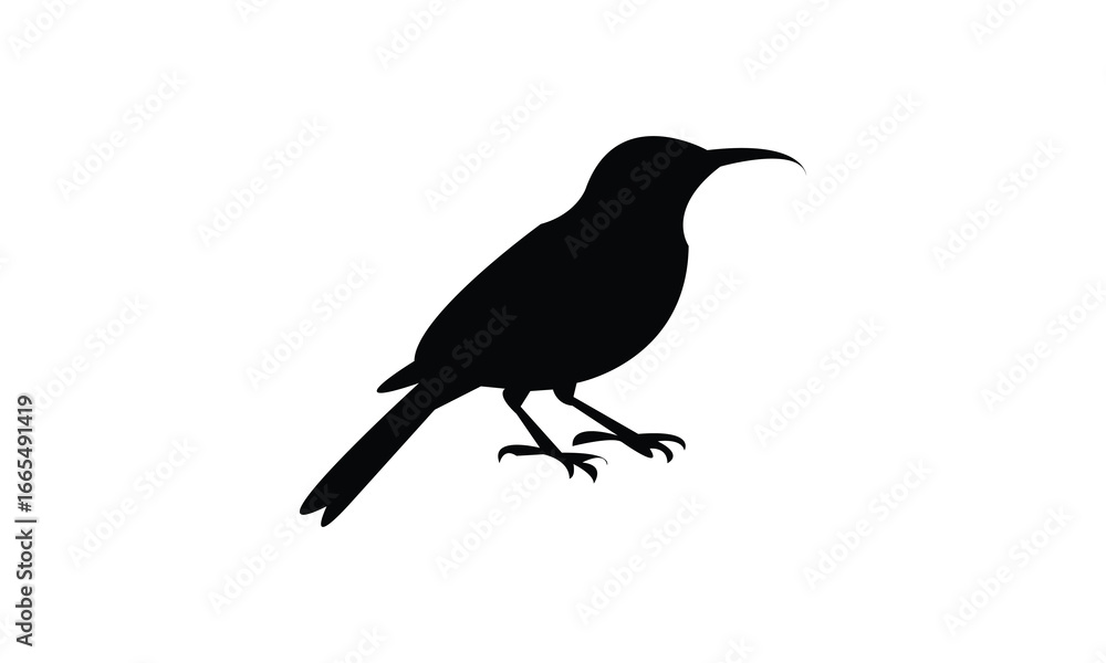 Obraz premium Amethyst sunbird bird Silhouette Design And Vector Illustration. 