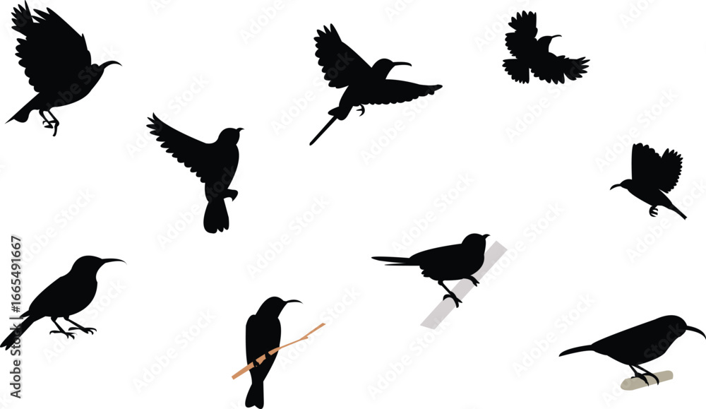 Fototapeta premium Amethyst sunbird bird Silhouette Design And Vector Illustration.