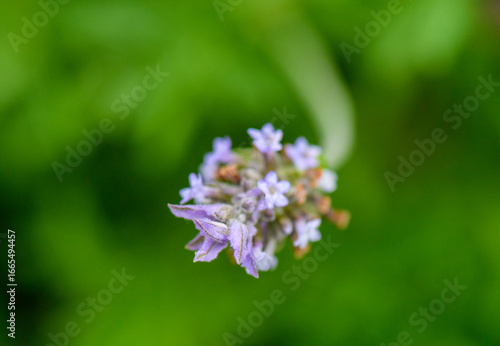 close up of a purple flower