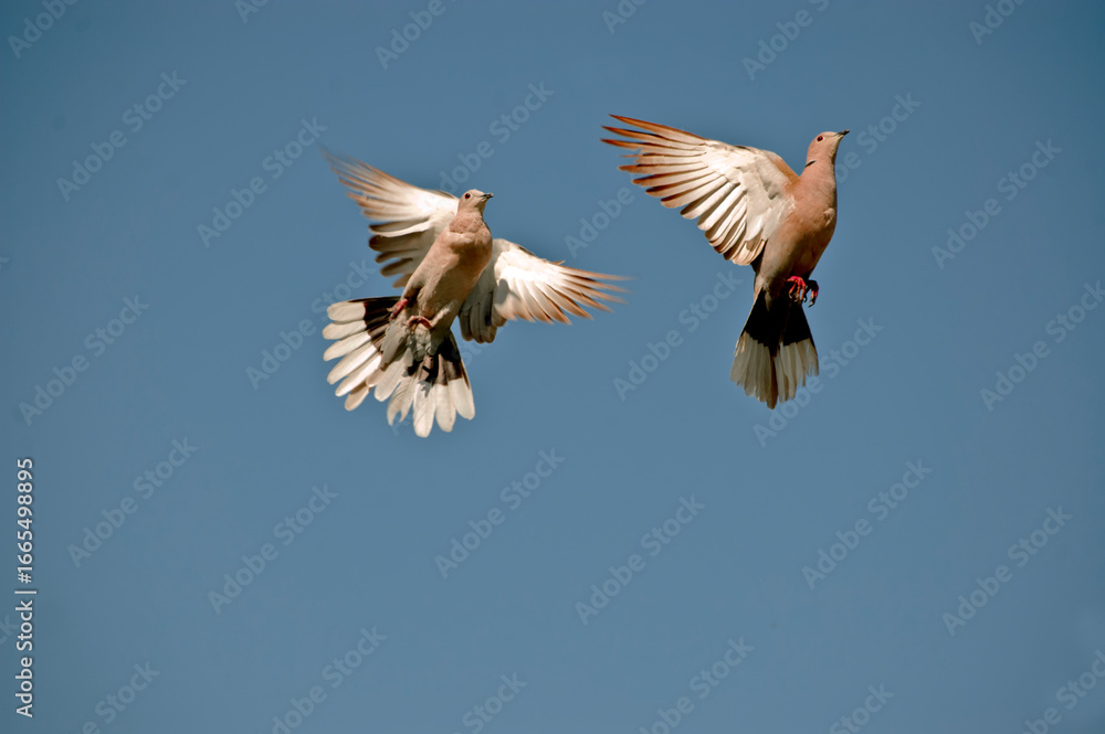 Obraz premium Eurasian Collared Dove Flying | Bird