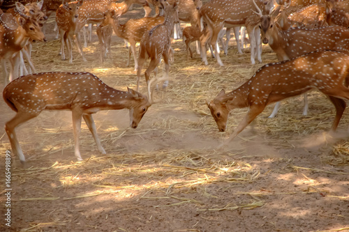 Fototapeta Deer | Chital Deer | Axis Deer