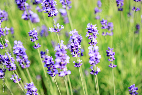 Beautiful Purple Lavender Flowers in a Summer Garden