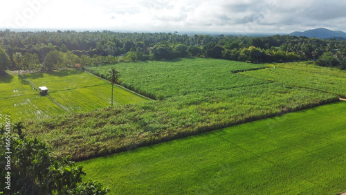 Aerial view of sugarcane and rice fields in Thailand