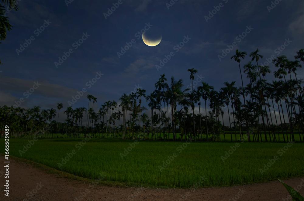 Fototapeta premium Wanning moon over dirt roads, lush green rice fields and areca palm trees, with a blue sky as a backdrop