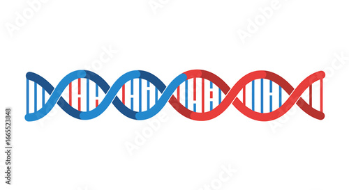 Double helix DNA strand, red and blue segments, genetic code illustration.