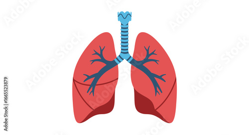 Anatomical illustration of human lungs, trachea, and bronchi in red and blue against a white background.