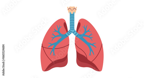 Illustration of human lungs and trachea with blue veins, isolated on a white background, depicting the respiratory system.