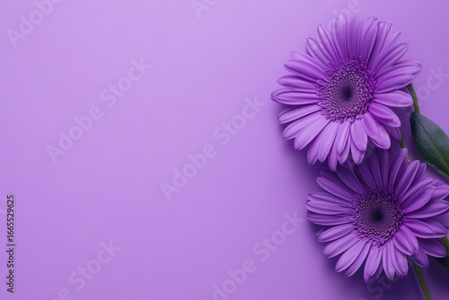 Two vibrant purple Gerbera daisies on a matching purple background, suitable for graphic design